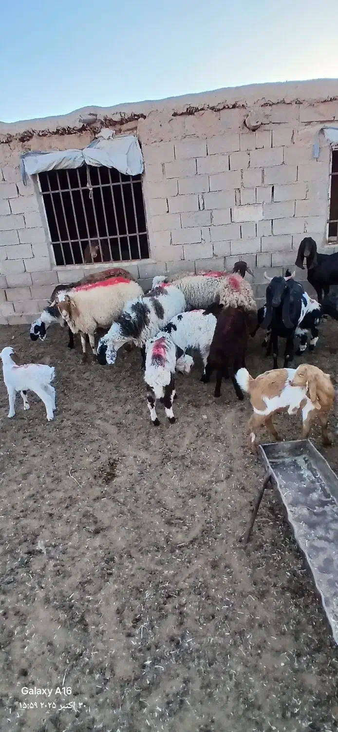 میش زاییده|حیوانات مزرعه|خواف, |دیوار