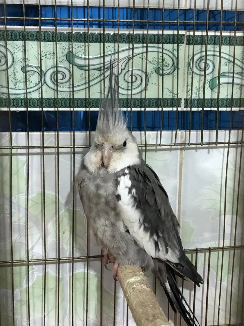 عروس هلندی نژاد وایت فیس|پرنده|گتوند, |دیوار