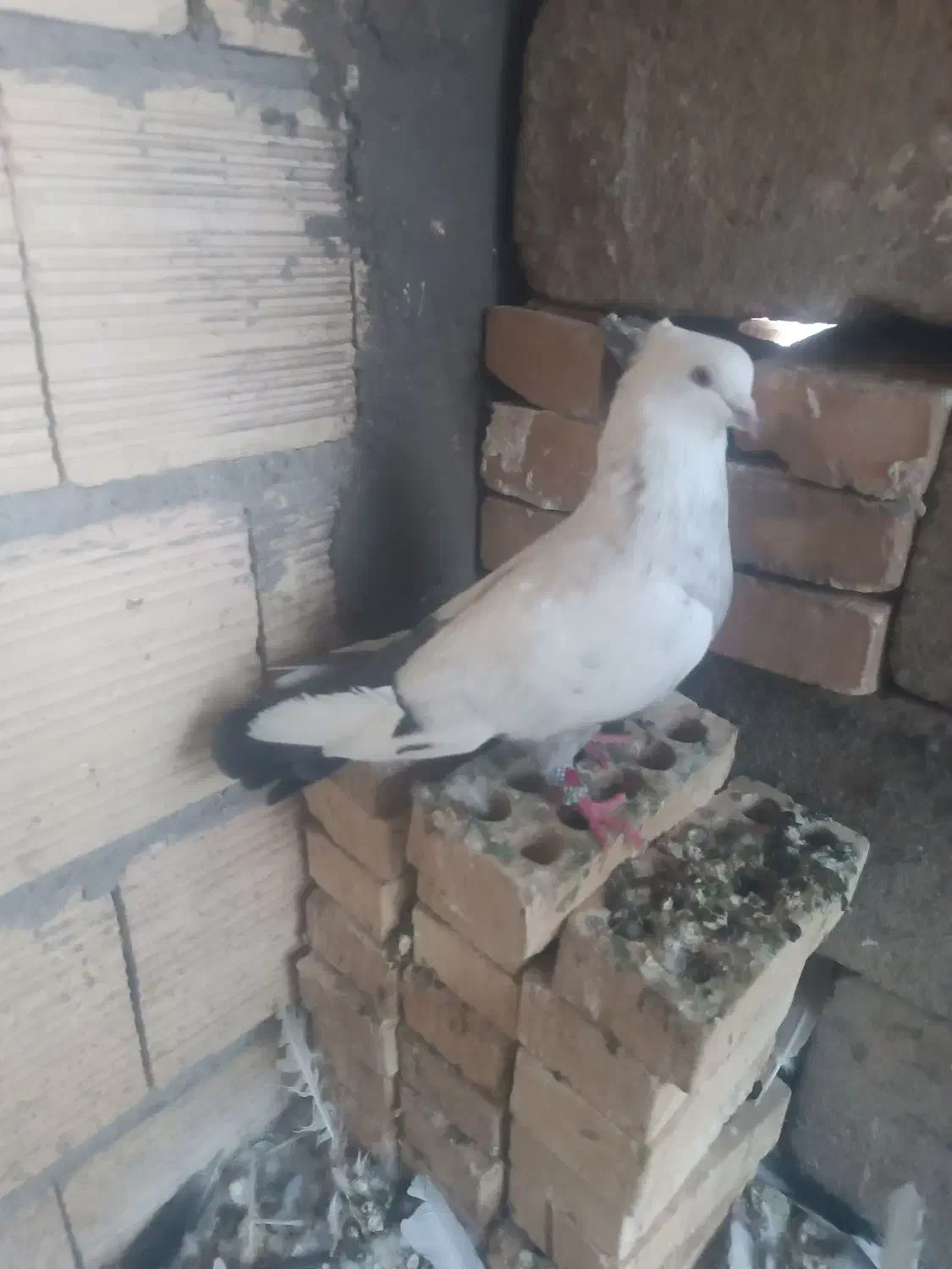 دم سبز ،یهودی سیاه ،دوکت سیاه المانی|پرنده|شوشتر, |دیوار