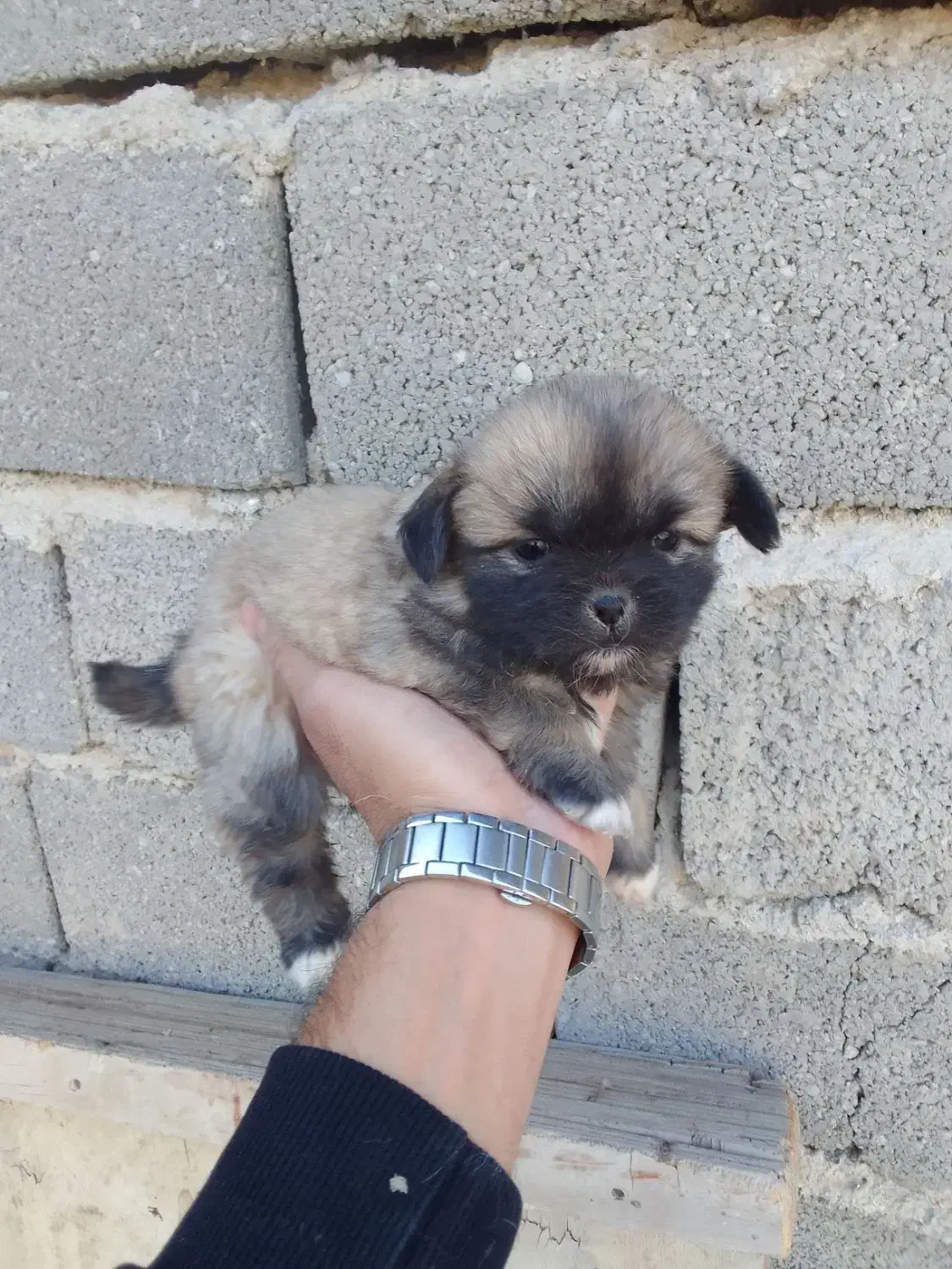 توله پیکینیز|سگ|رباطکریم, رباطکریم|دیوار