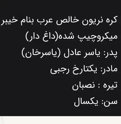 اسب نر|اسب و تجهیزات اسب‌سواری|حمیدیه, |دیوار