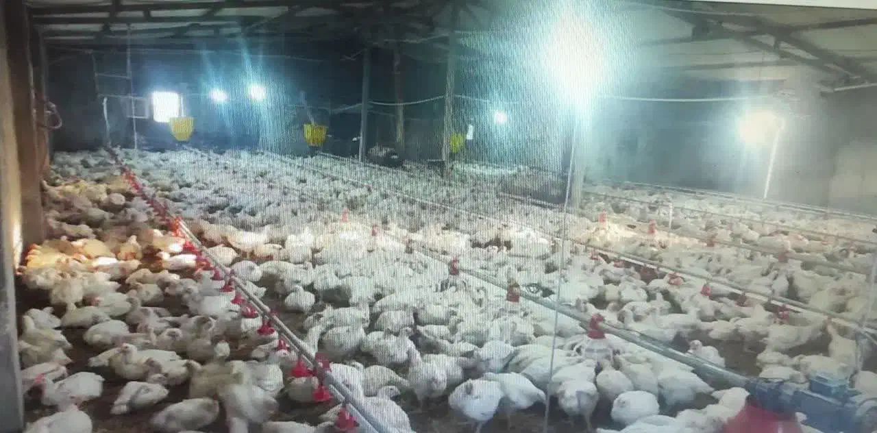 فروش انواع مرغداری|فروش دفتر صنعتی، کشاورزی، تجاری|سبزوار, شهدا|دیوار