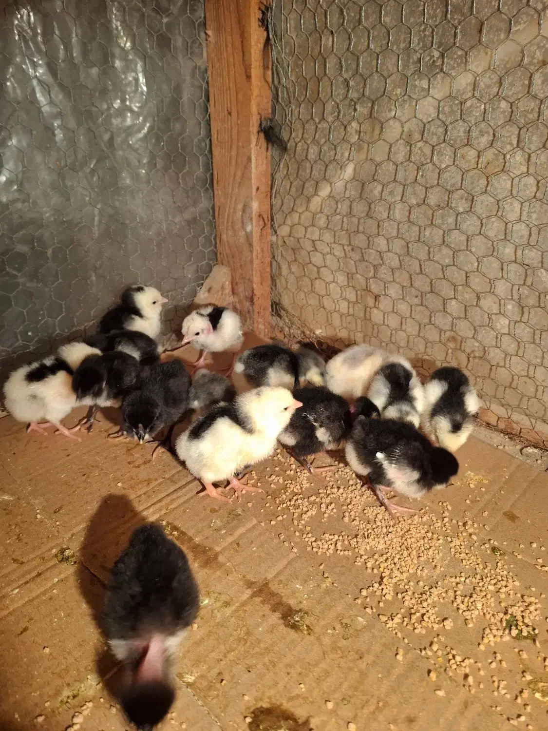 جوجه گلین لری پنگوئنی|حیوانات مزرعه|ساری, |دیوار