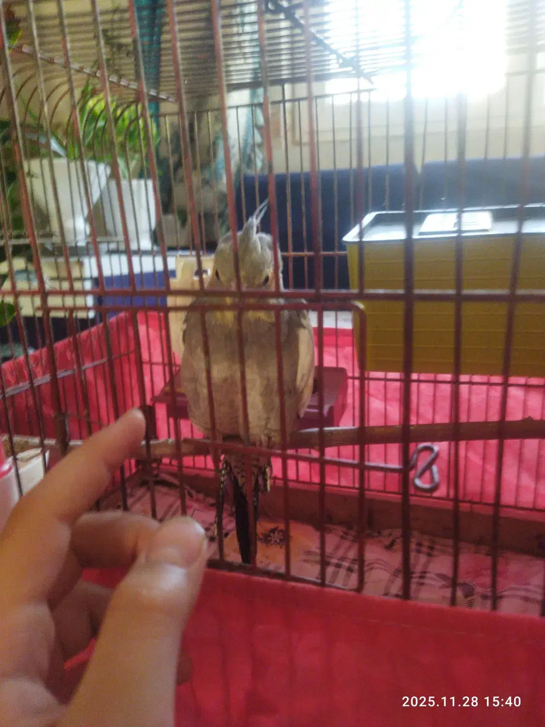 عروس هلندی نر|پرنده|آبیک, |دیوار