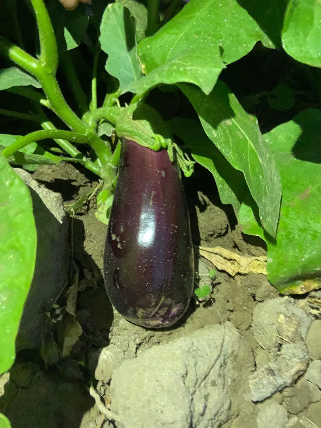 بادمجون جهرمی|خدمات باغبانی و درختکاری|جهرم, |دیوار