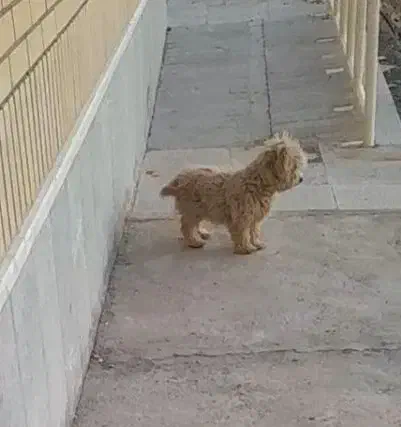 سگ شیتزو|سگ|بیرجند, |دیوار