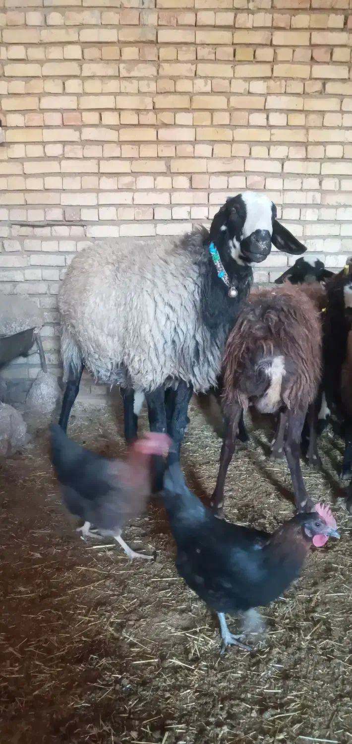 شیشک قوچ شال|حیوانات مزرعه|خمین, |دیوار