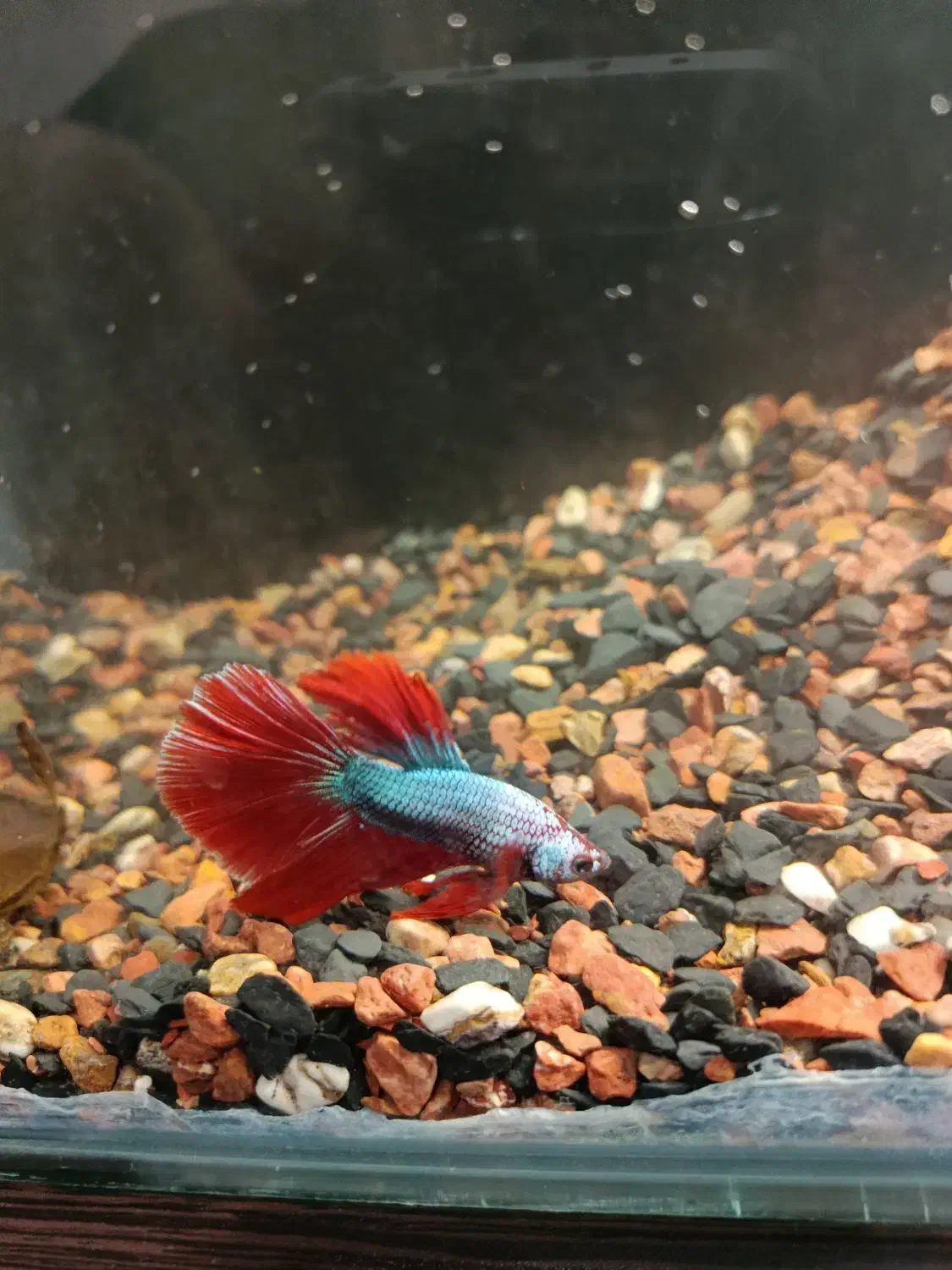 ماهی فایتر نر نژاد هافمون|ماهی|فردیس, نگارستان|دیوار