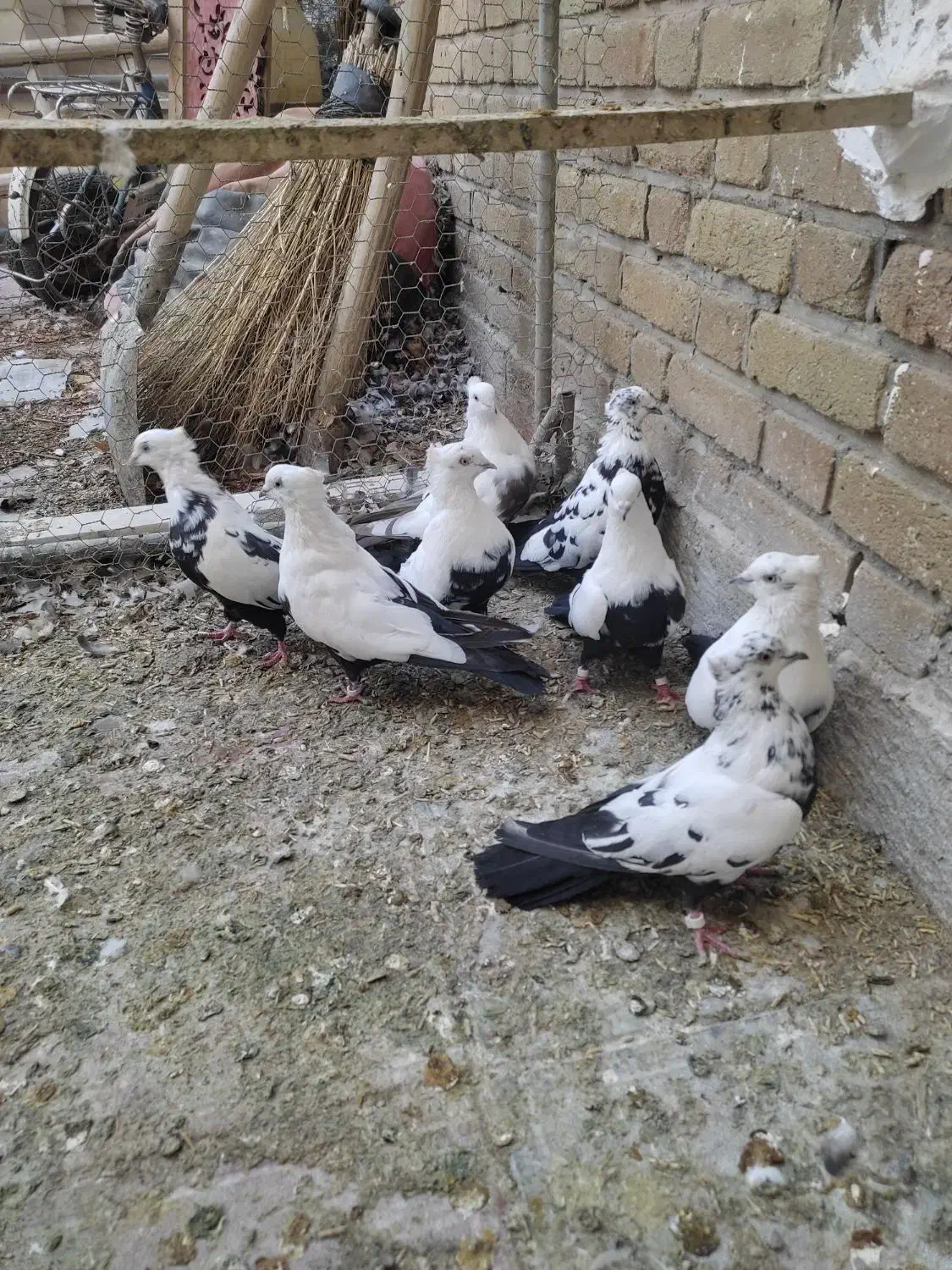 کبوتر دمی|پرنده|شیراز, حومه شیراز|دیوار