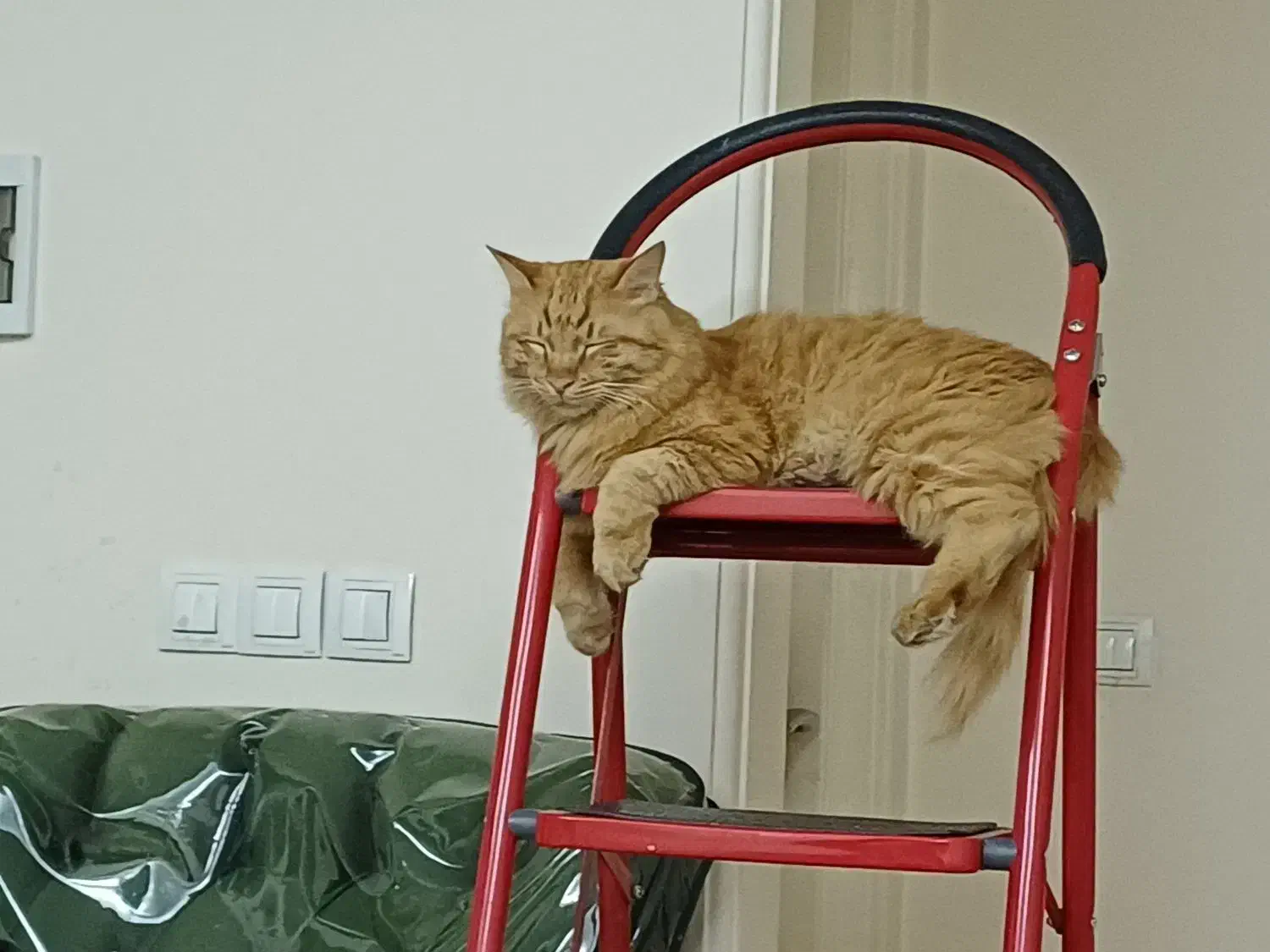 واگذاری گربه|گربه|تهران, المهدی|دیوار