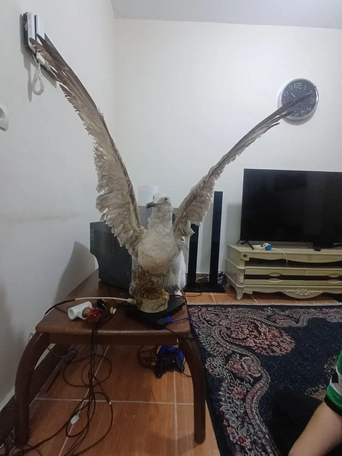 دکوری پرنده|مجسمه، تندیس، ماکت|ماهدشت, |دیوار