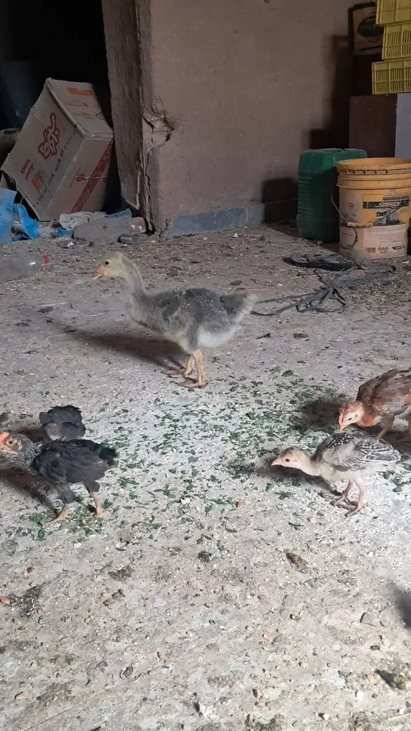 غاز|حیوانات مزرعه|بم, |دیوار