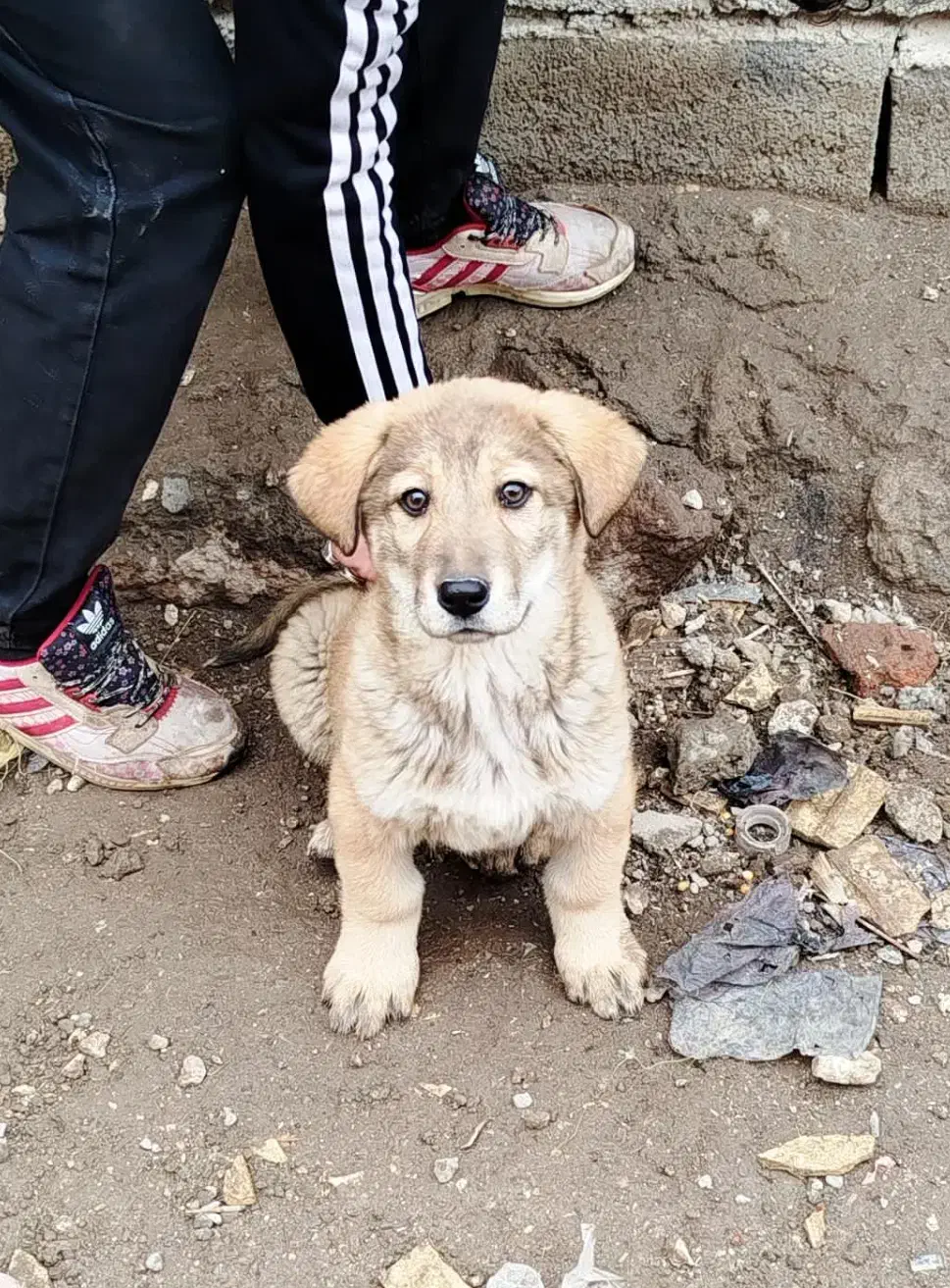 توله عراقی|سگ|مشگین شهر, |دیوار