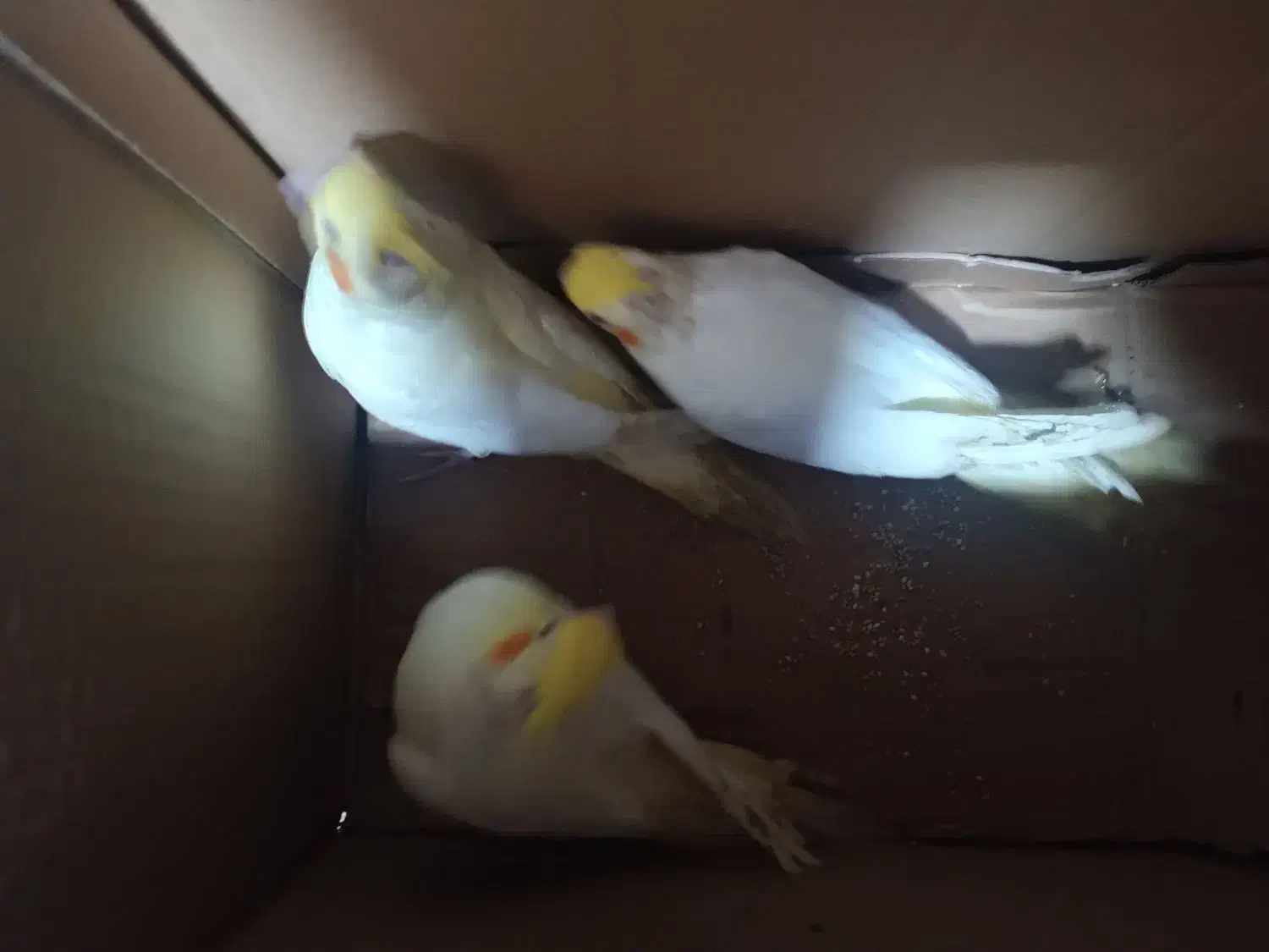 عروس هلندی دستی|پرنده|نکا, |دیوار