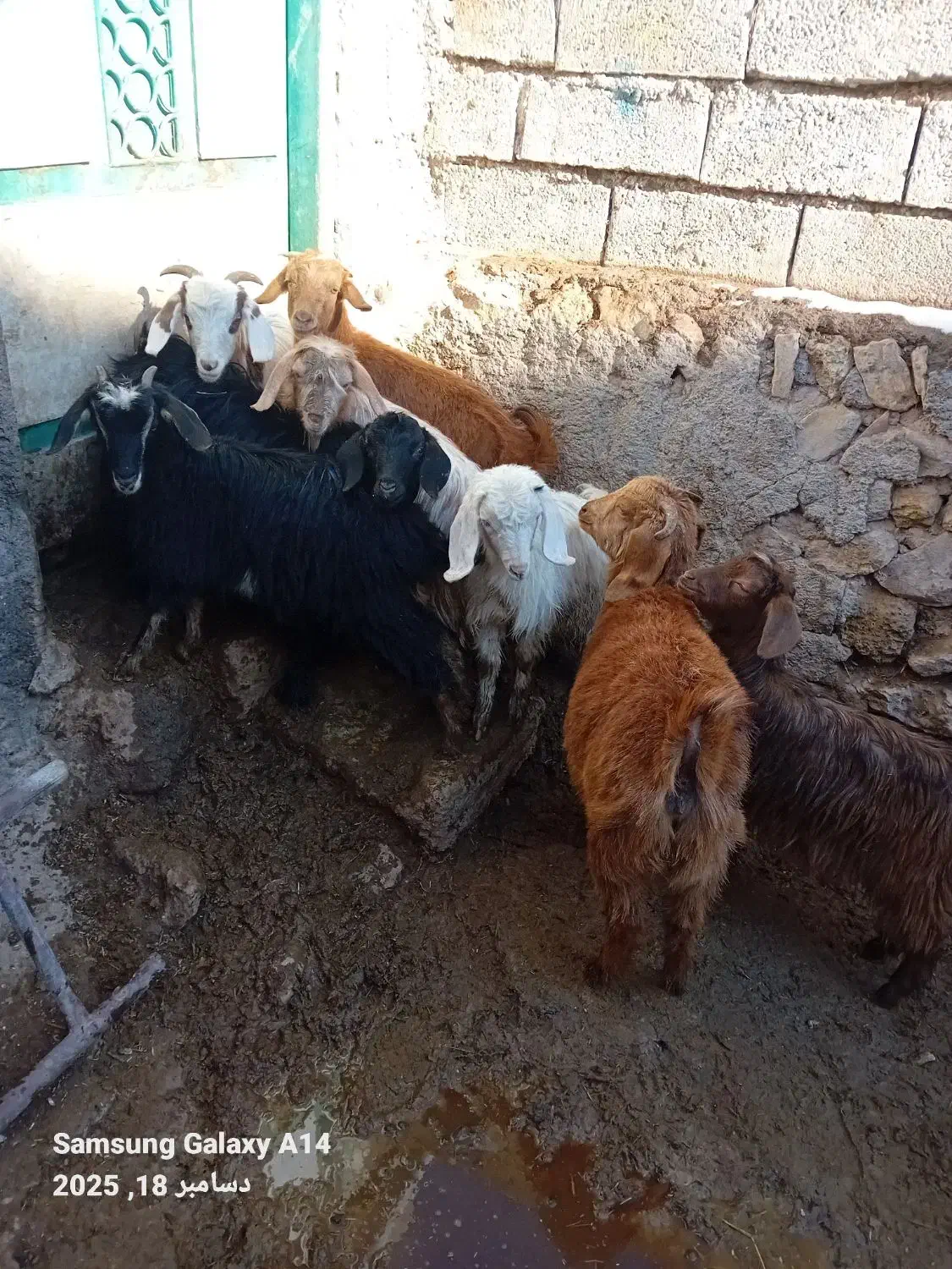 ۸چپیش نر وماده برای فروشی وزن روی هم۱۵ کیلو|حیوانات مزرعه|اردبیل, |دیوار