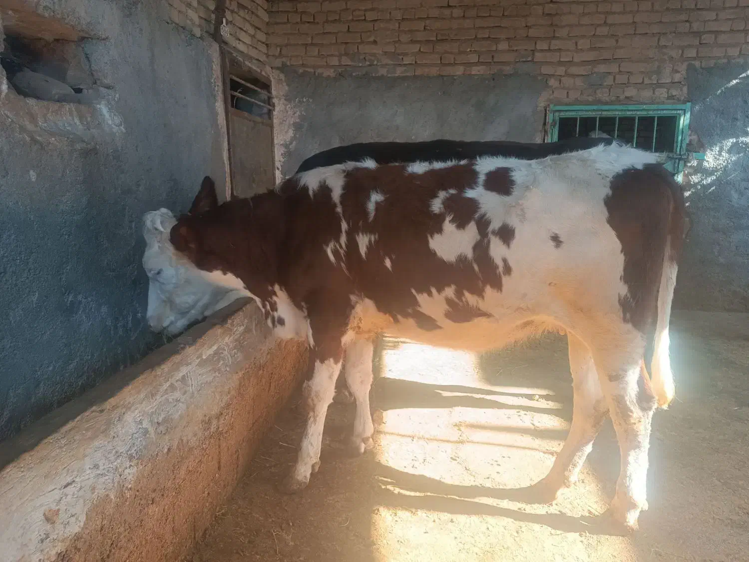 گاو همراه گوساله ماده و تلیسه آبستن|حیوانات مزرعه|بجنورد, |دیوار