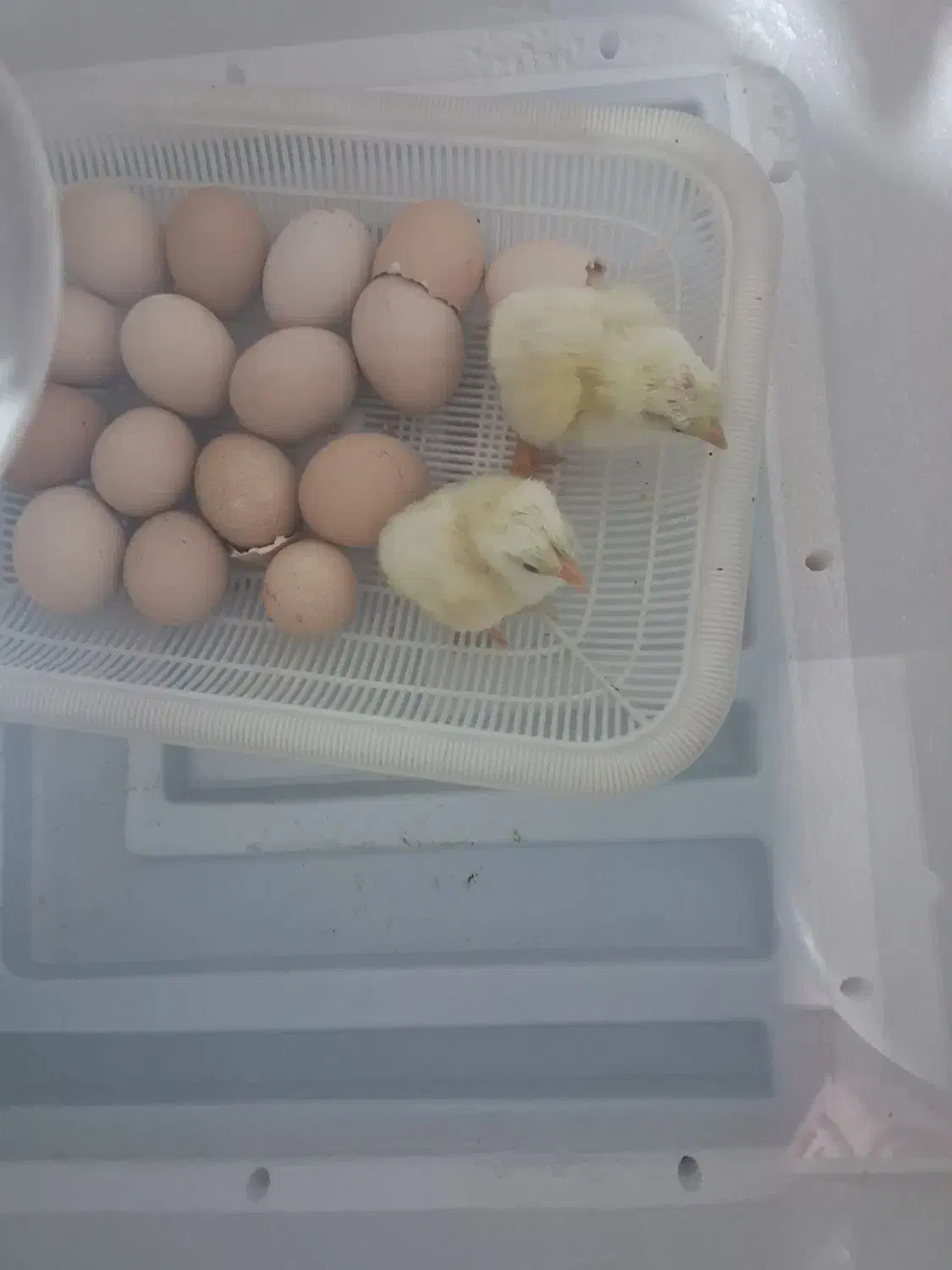 جوجه کشی ایزی باتور۲ .گنجایش ۹۶ عددی تخم مرغ|لوازم جانبی حیوانات|سنندج, |دیوار