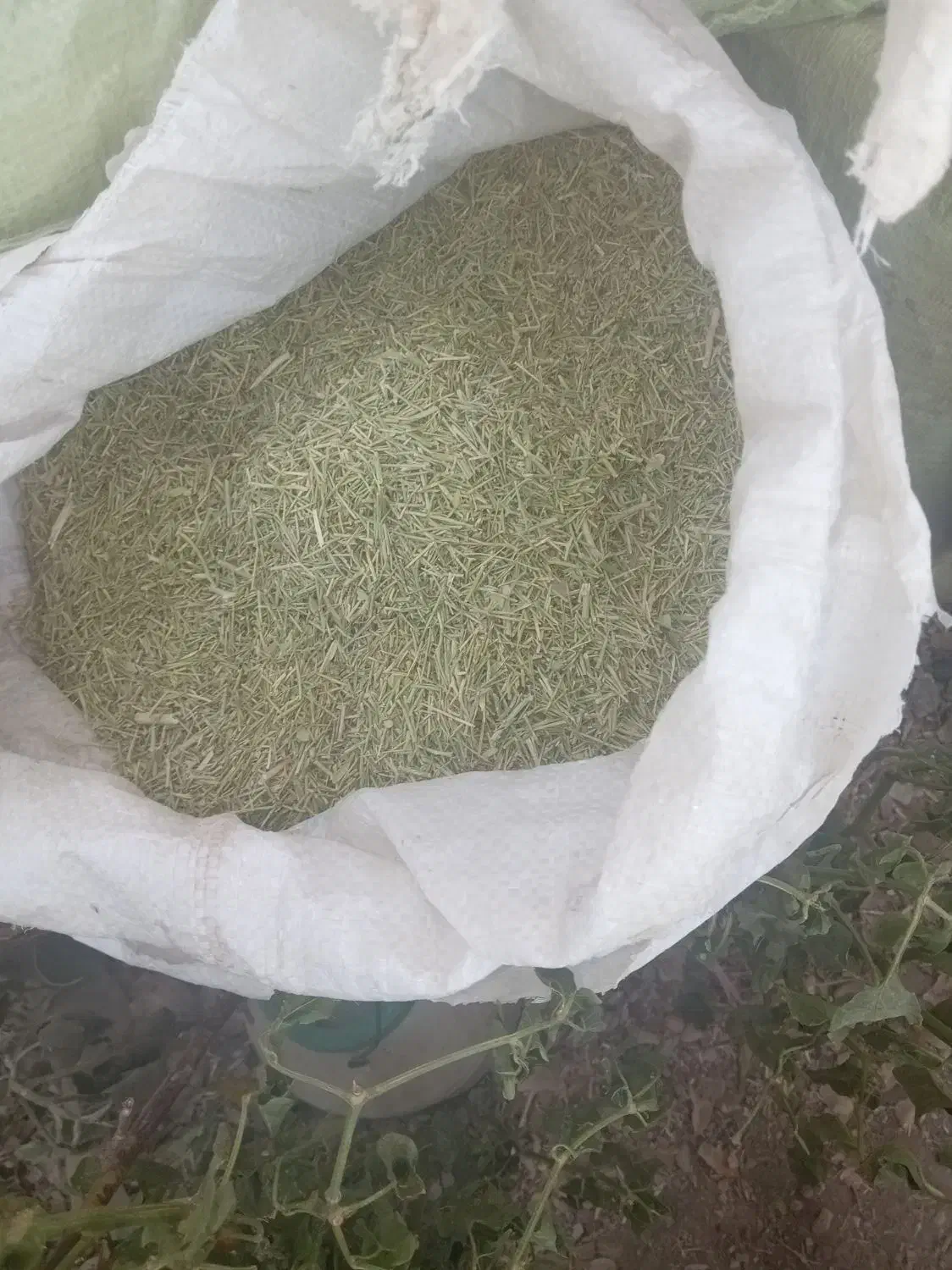 کاه خار شتر|عمده‌فروشی|فیروزه, |دیوار