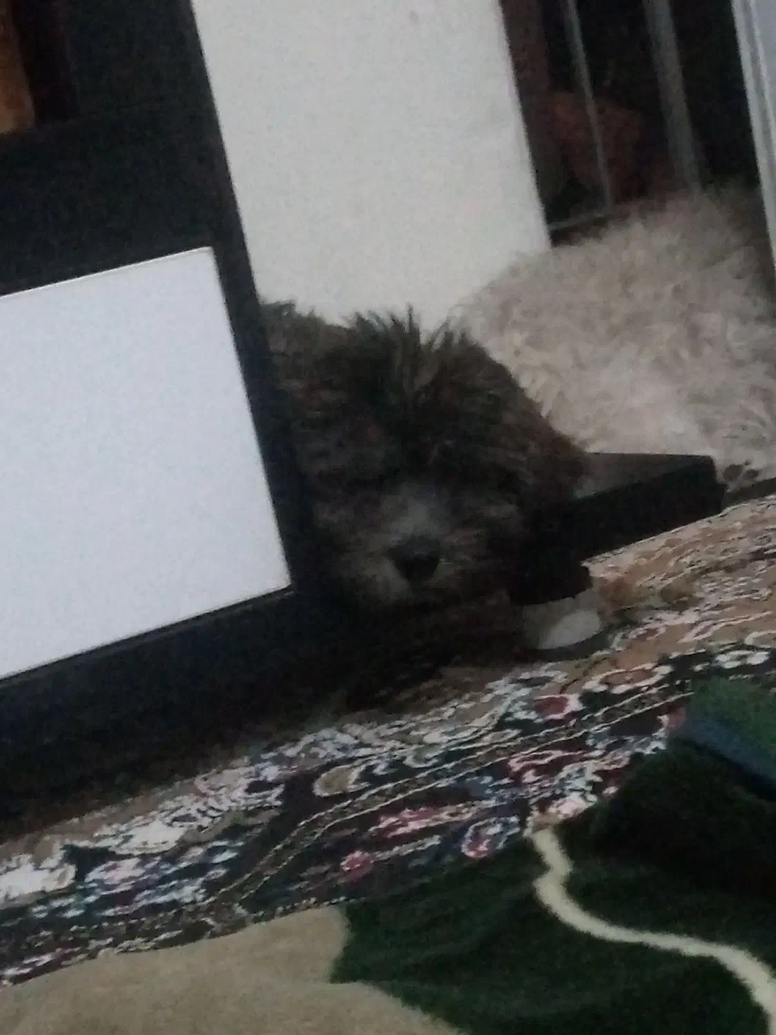 سگ سفیدنروطوسی ماده توله نرمیباشد|سگ|فردیس, شهرک شهید حسینی|دیوار