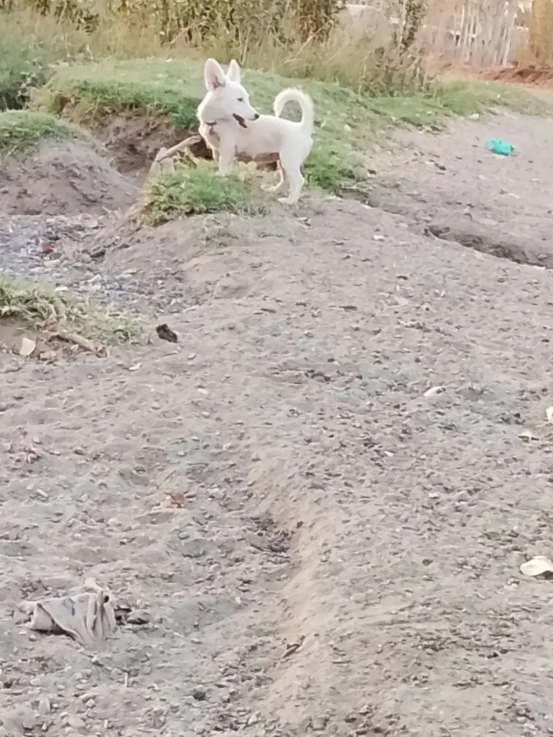 وا گذاری پاکوتاه|سگ|خوی, |دیوار