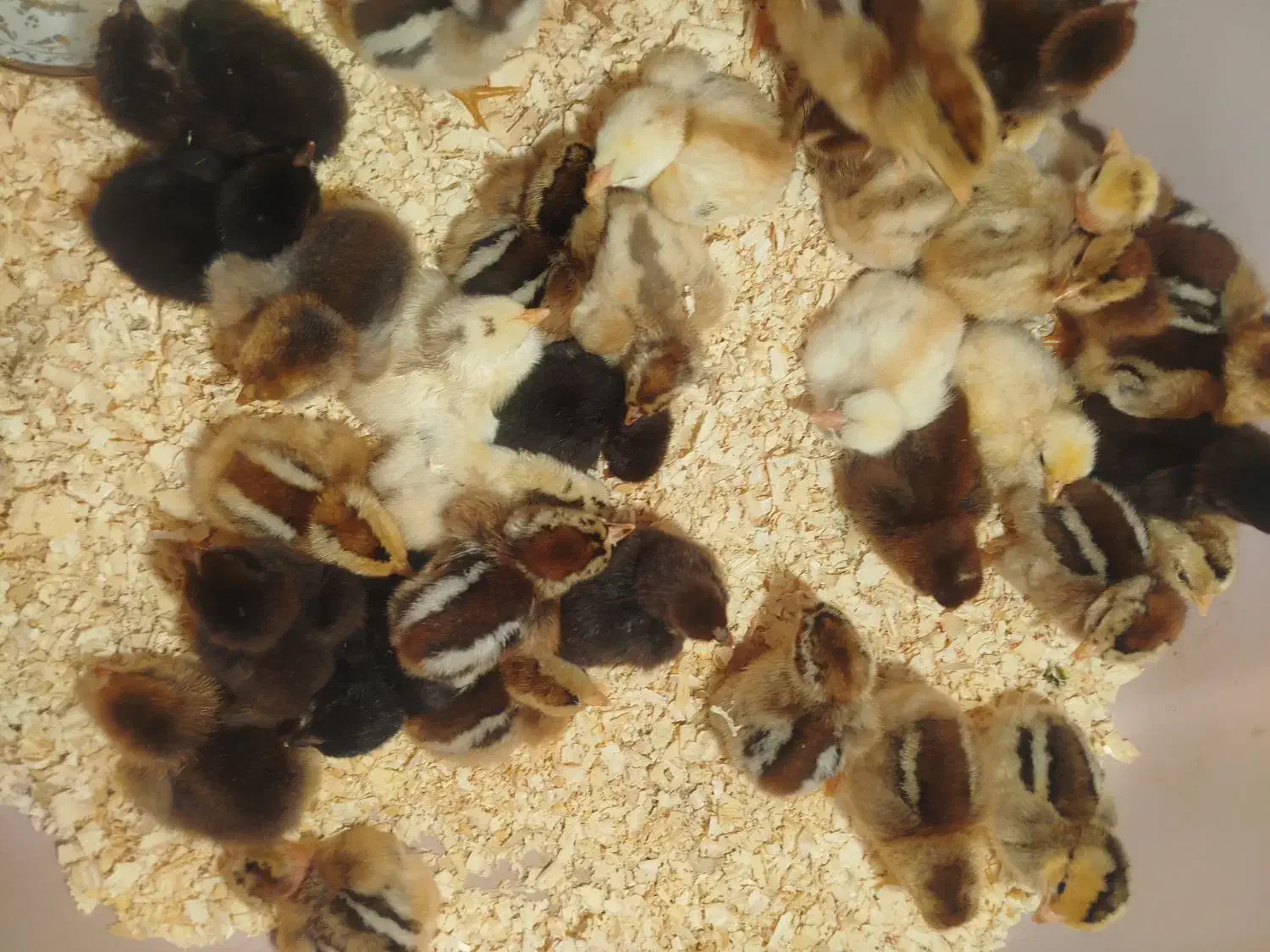 جوجه محلی|حیوانات مزرعه|کرباسک, |دیوار