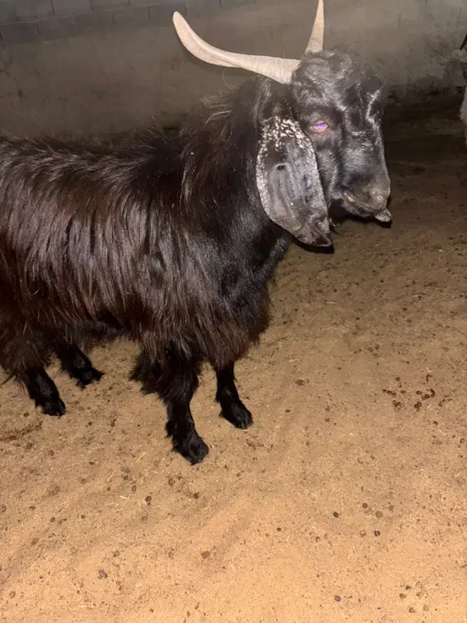 بره و کهره چاق|حیوانات مزرعه|مرودشت, تخت جمشید|دیوار