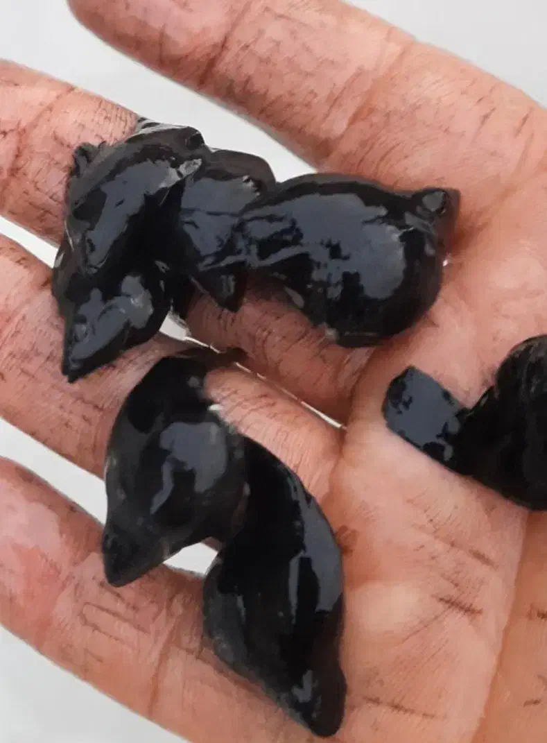 ماهی کاشان عمده|ماهی|کاشان, راوند|دیوار