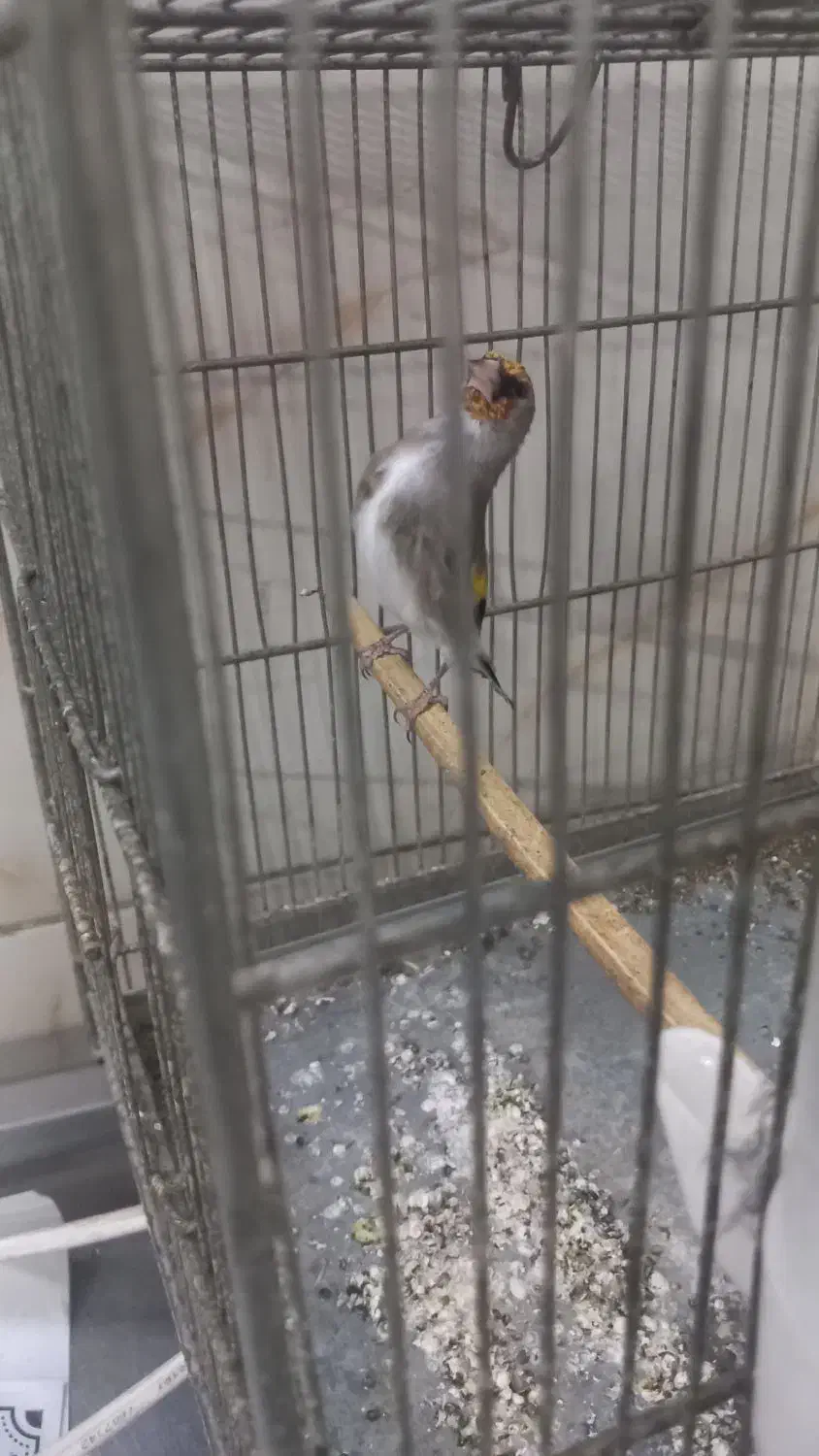 سره کرمانی جوجه قفس|پرنده|وحیدیه, |دیوار