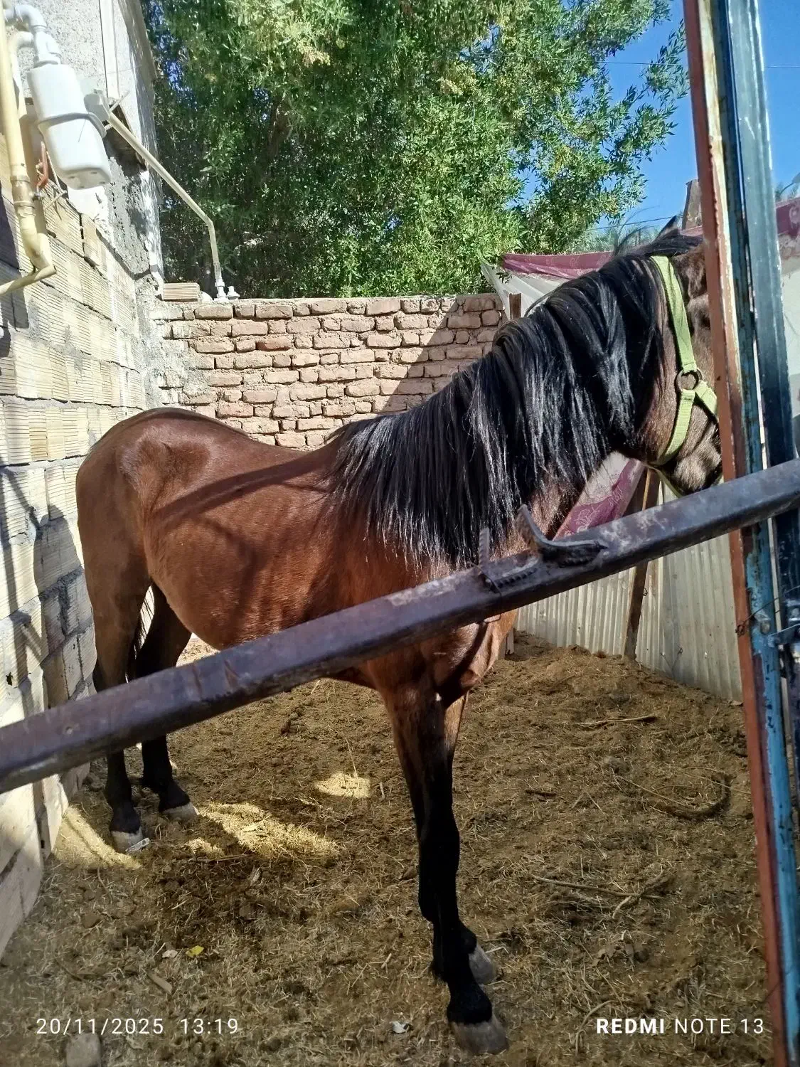 فروش اسب دره شوری|اسب و تجهیزات اسب‌سواری|بم, |دیوار