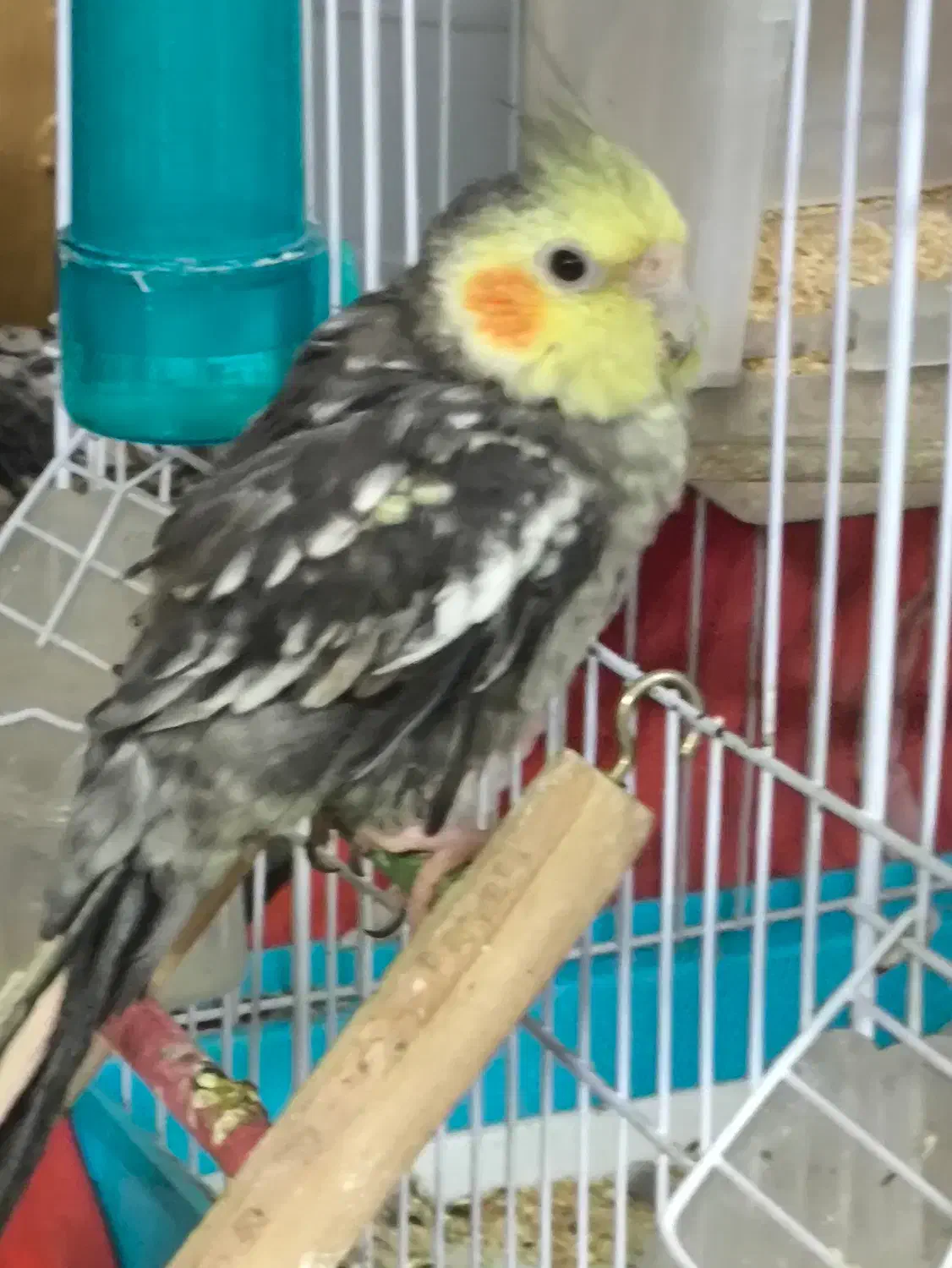 پرنده|پرنده|تهران, شهرک بعثت|دیوار