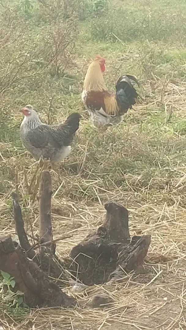 فروش اردک ،مرغ و خروس محلی|حیوانات مزرعه|ضیابر, |دیوار