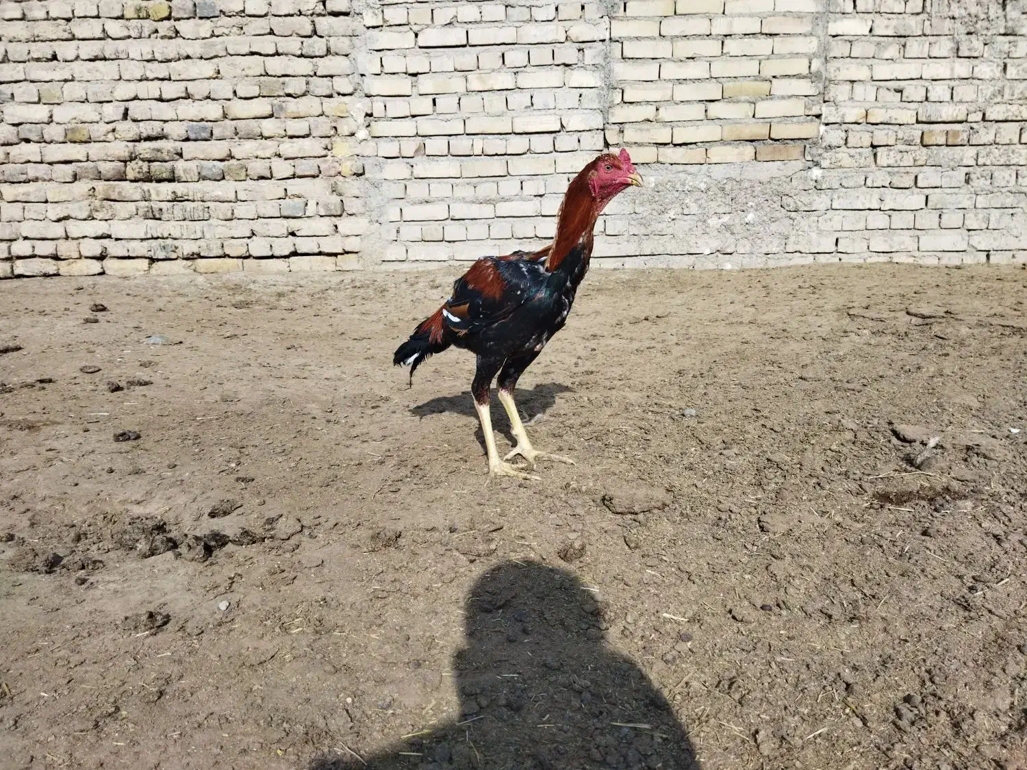 لاری|حیوانات مزرعه|تایباد, |دیوار