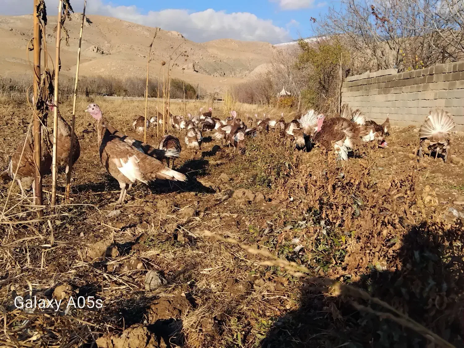 بوقلمون محلی درجه یک *|حیوانات مزرعه|صحنه, |دیوار