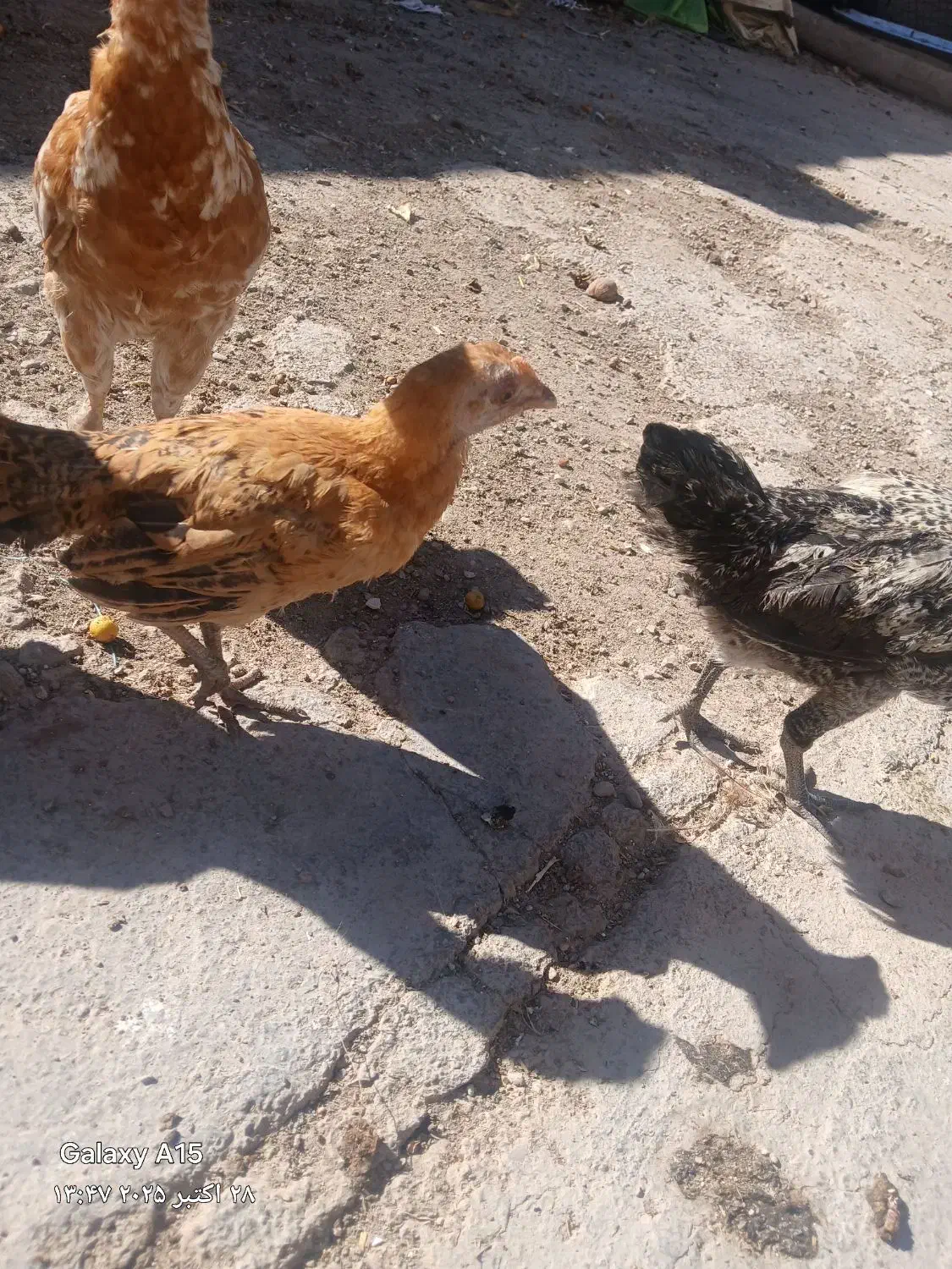 جوجه گلین|حیوانات مزرعه|اسلام‌‌آباد غرب, |دیوار