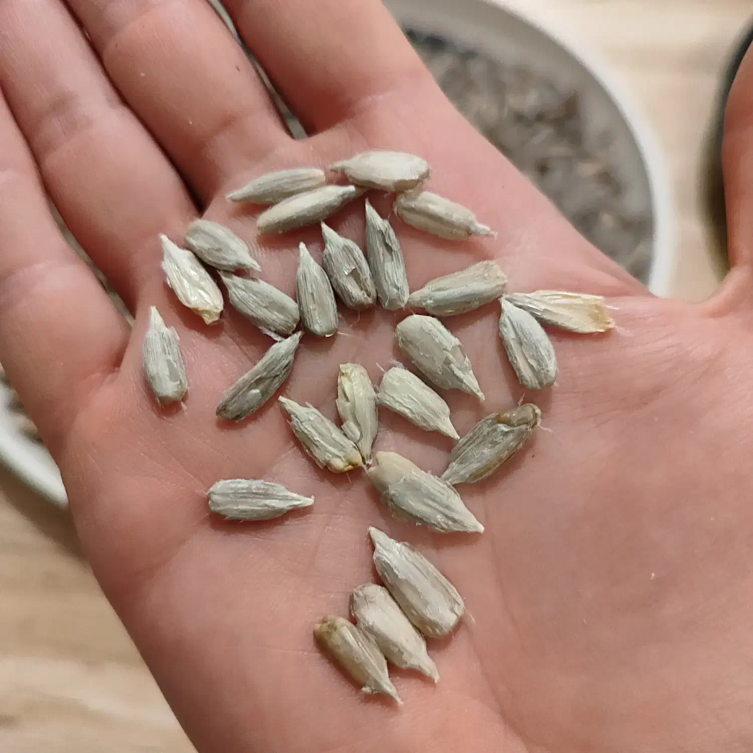 تخمه آفتابگردان خام s400|خوردنی و آشامیدنی|قره ضیاالدین, |دیوار