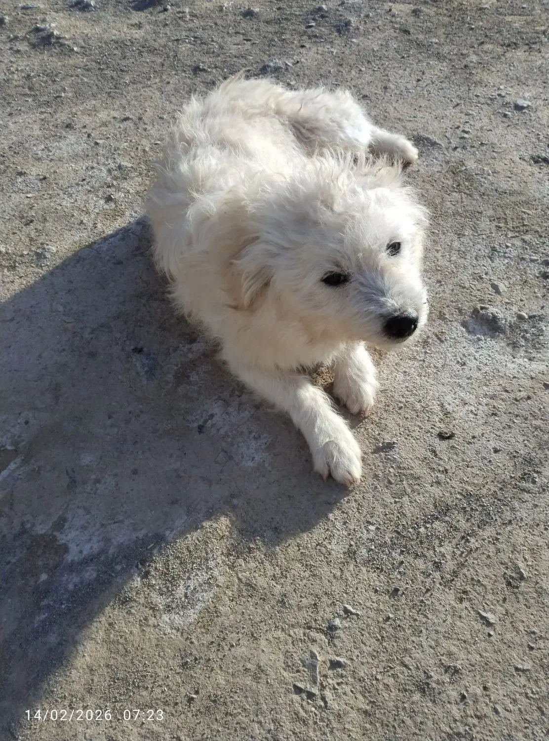 سگ پشمالو|سگ|شوسف, |دیوار