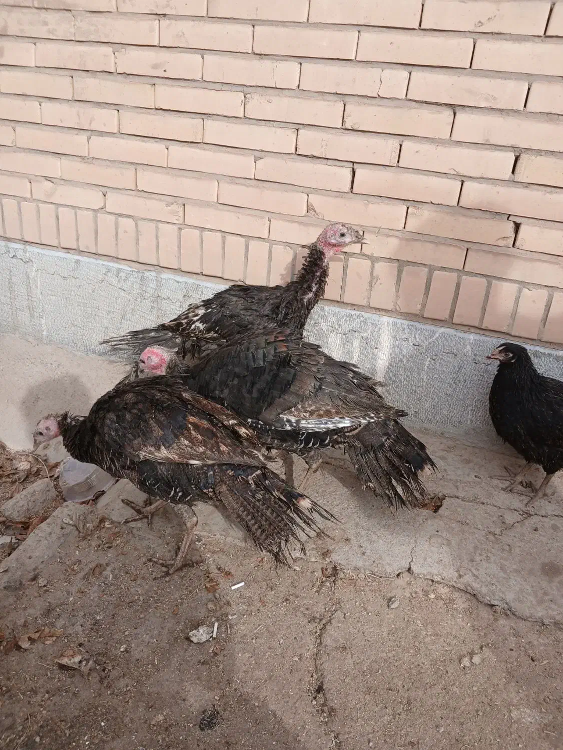 بوقلمون|حیوانات مزرعه|کرمان, |دیوار