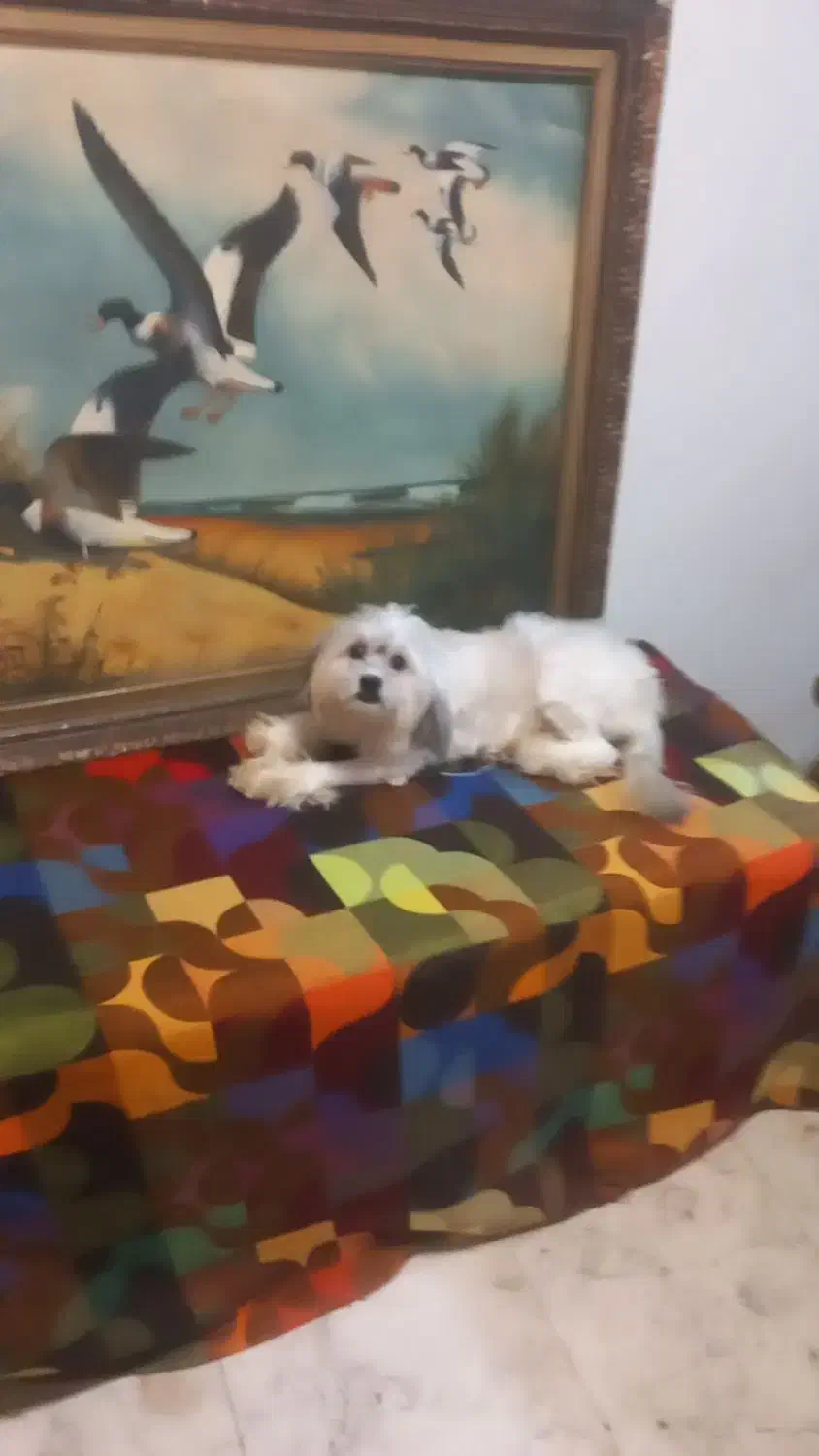 واگذاری سگ آپارتمانی|سگ|تهران, فاطمی|دیوار