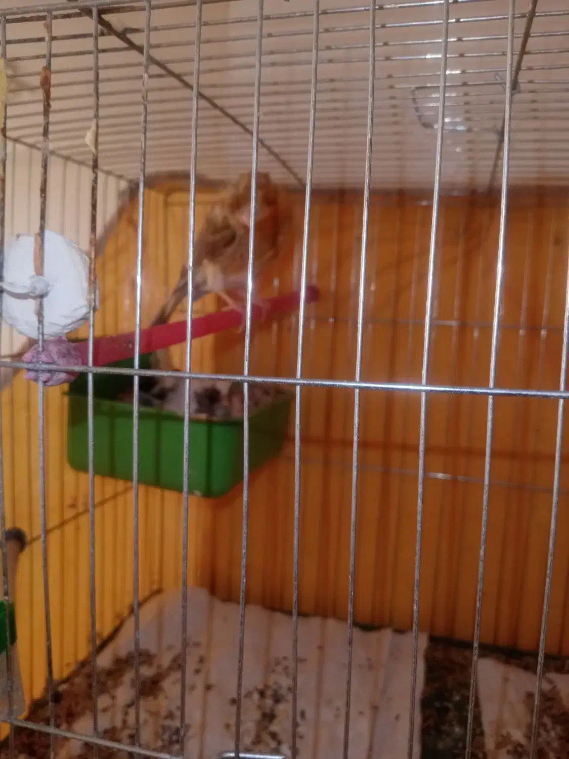 قناری نر وماده|پرنده|آباده, |دیوار