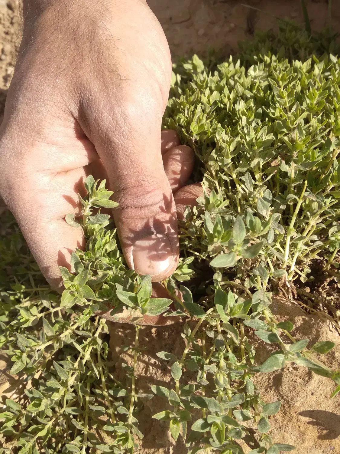 حراج اویشن کوهی|حراج|بومهن, |دیوار