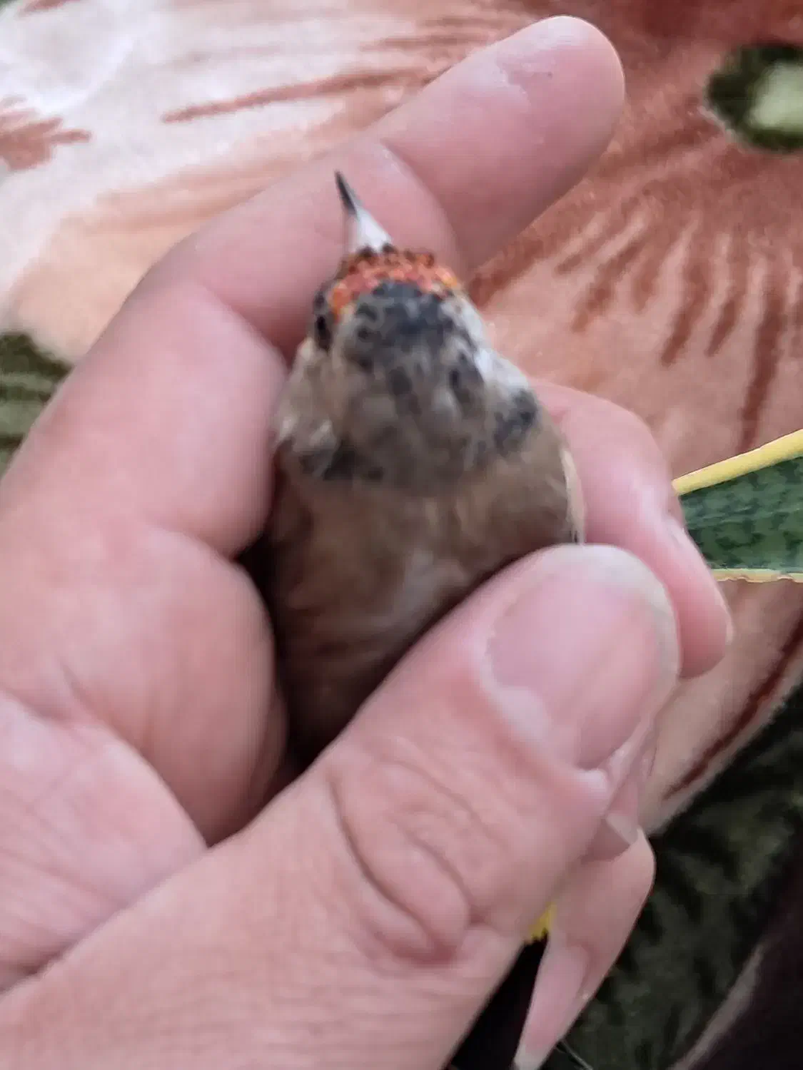 سره دورگ داغسر|پرنده|قرچک, میرزائی جنوبی|دیوار