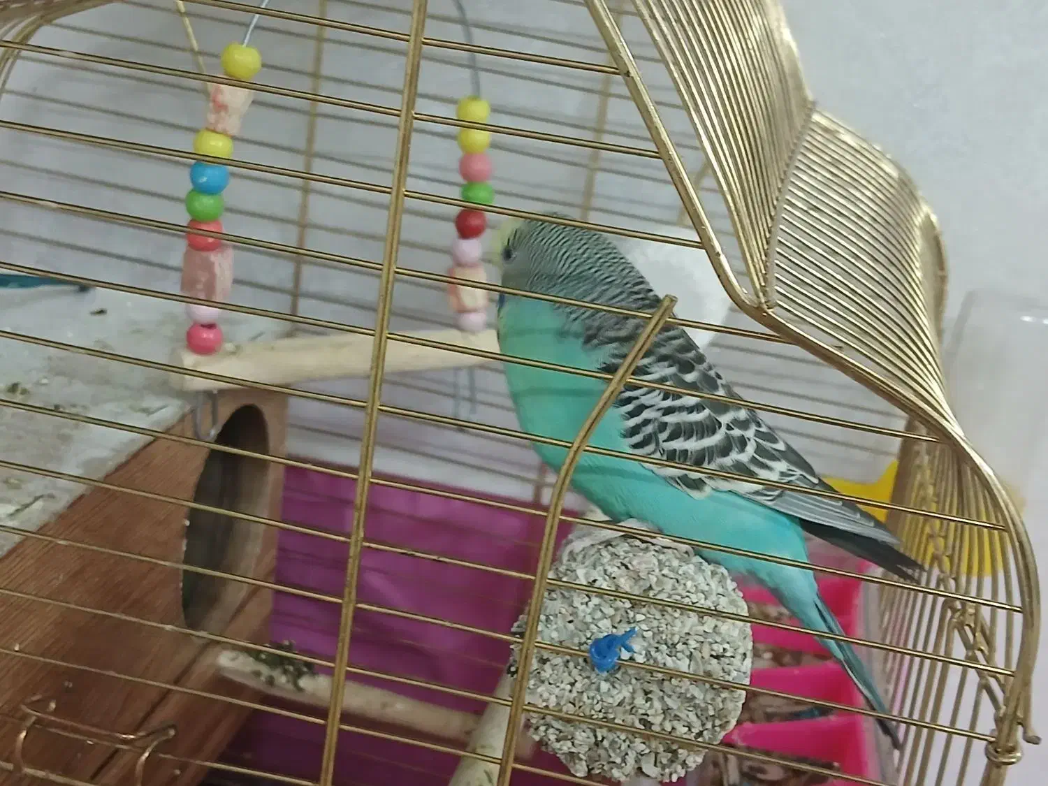 مرغ عشق|پرنده|قم, شاه سید علی|دیوار