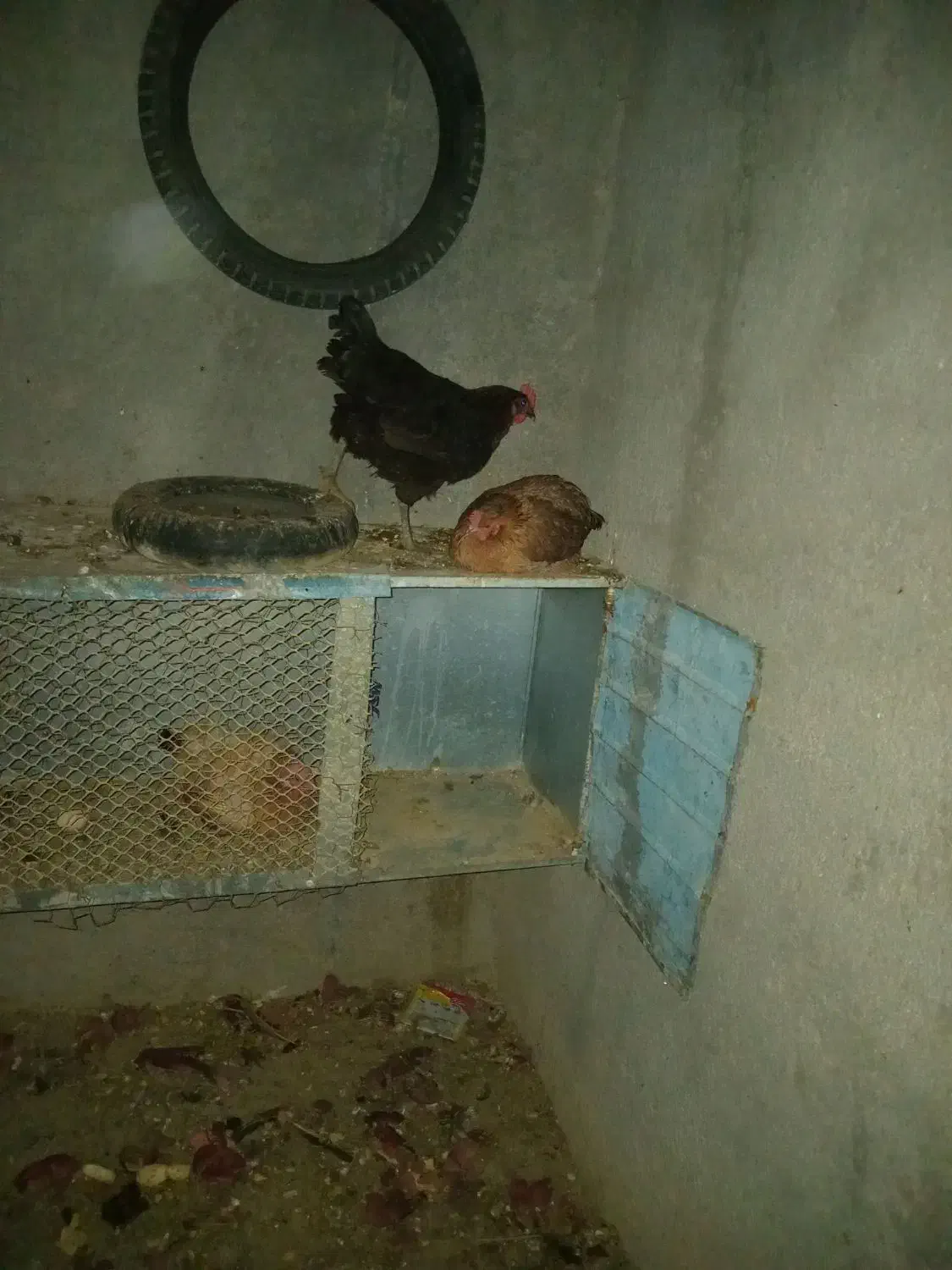 مرغ تخم گذار محلی|حیوانات مزرعه|لامرد, |دیوار