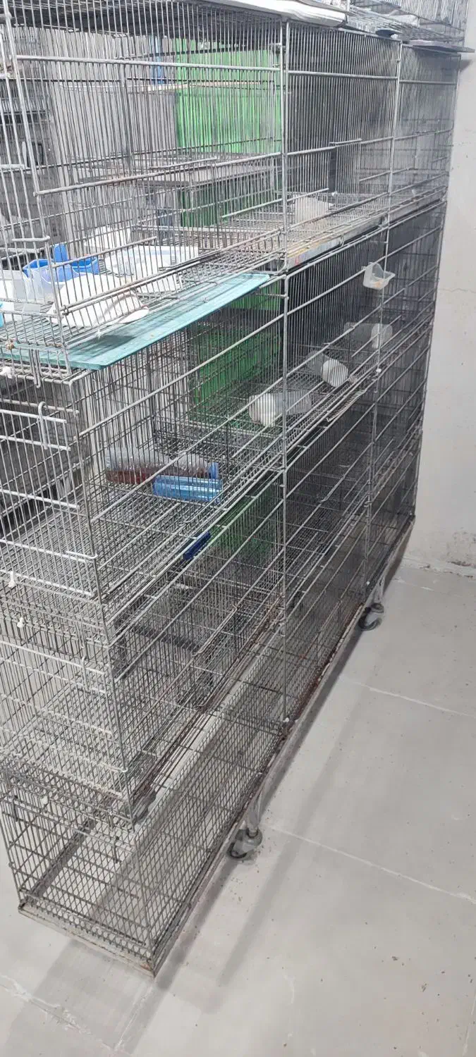 قفس پران|لوازم جانبی حیوانات|سرپل ذهاب, |دیوار