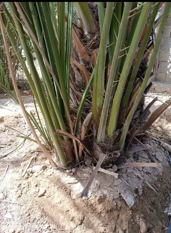 پاجوش نخل|گل و گیاه طبیعی|خورموج, |دیوار