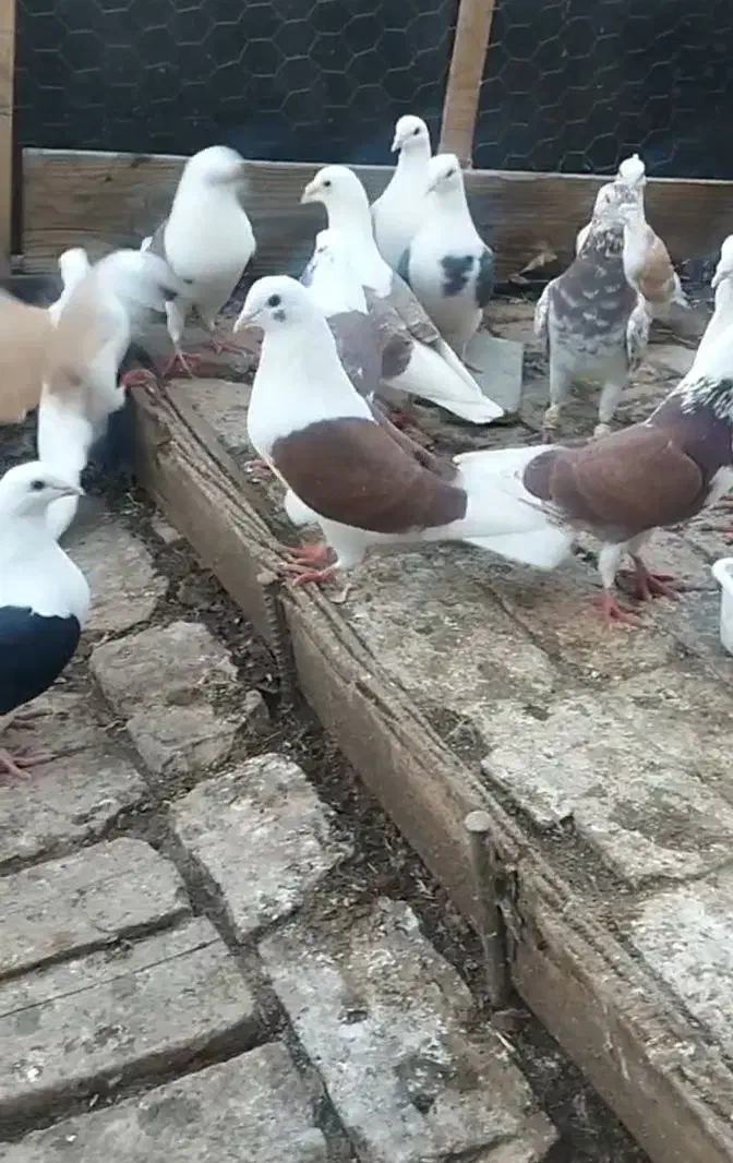 پشتدار المانی|پرنده|بشاریات, |دیوار