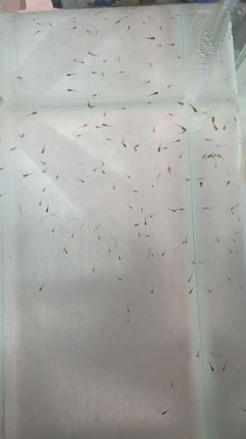 ماهی گوپی . مولد . بچه ماهی|ماهی|تاکستان, |دیوار