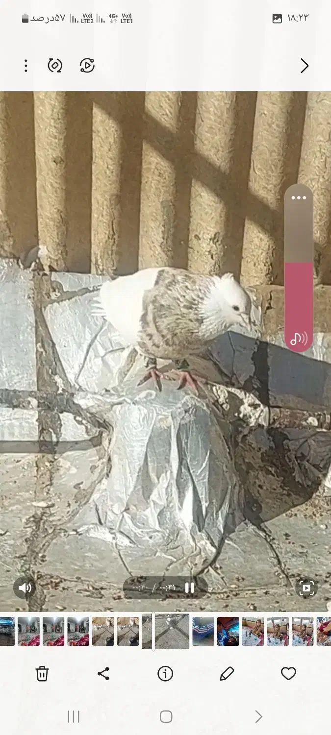 طوقی ،،نر،|حیوانات|شاهینشهر, طالقانی|دیوار