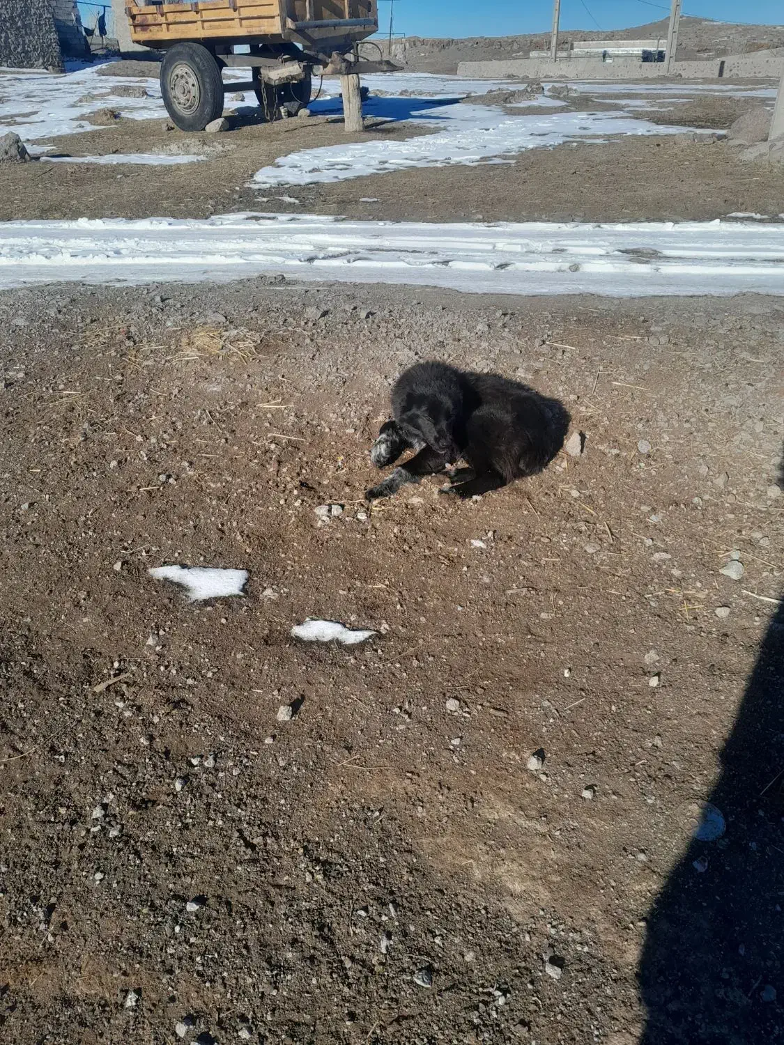 توله سگ محلی|سگ|هیر, |دیوار