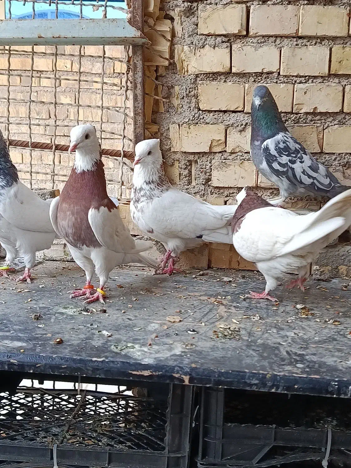 رنگی|پرنده|خرمشهر, |دیوار